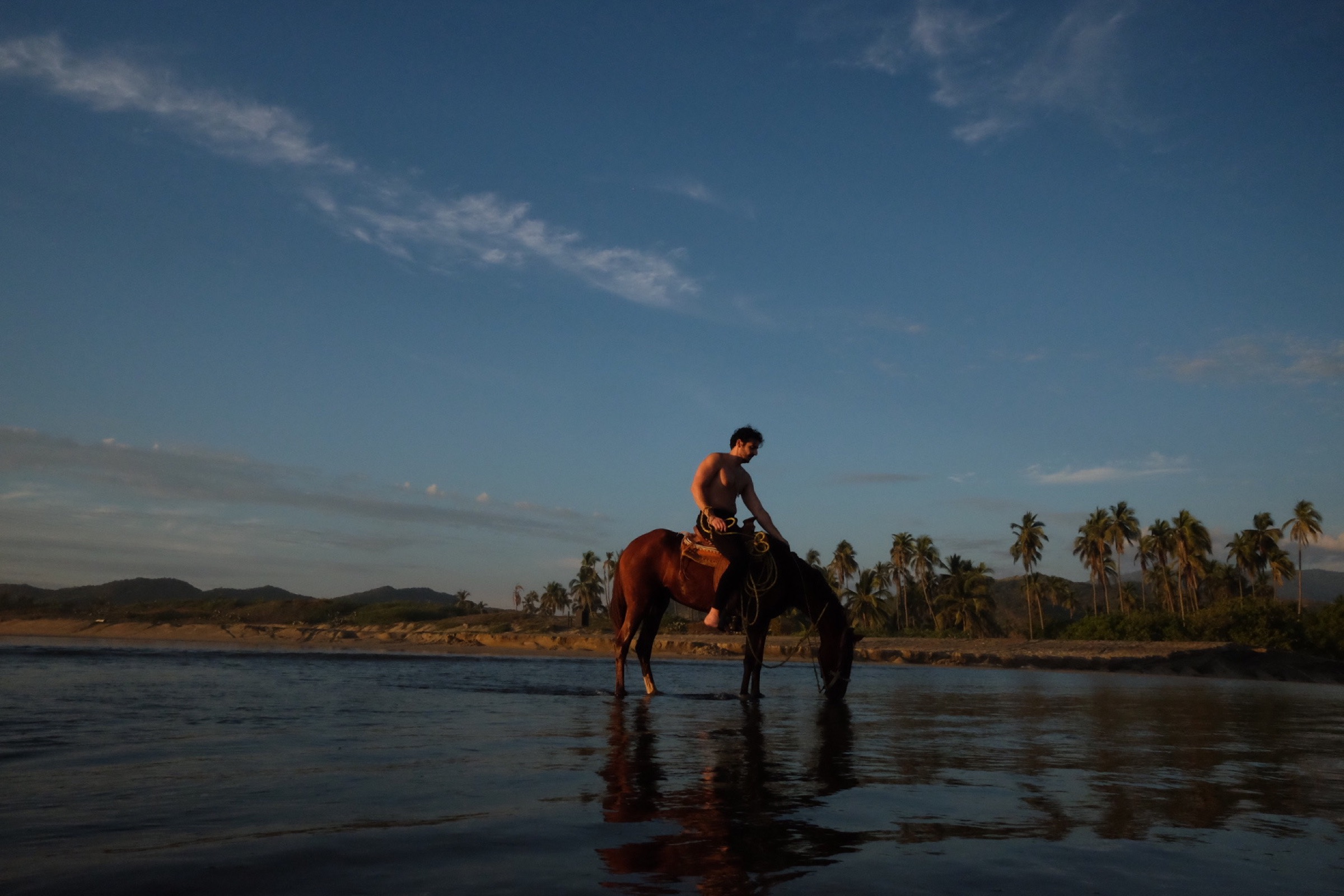 A horse standing in shallow water at blue hour with palms along the shoreline